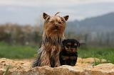 YORKSHIRE TERRIER 615